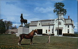 University of Vermont Morgan Horse Farm Postcard