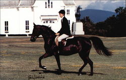 Morgan Horse Farm Weybridge, VT Horses Postcard Postcard