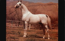 AM Sea Captain Stallion Tucson, AZ Horses Postcard Postcard
