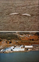 White Beluga Whales and Kenai Packers Commercial Salmon Cannery Postcard