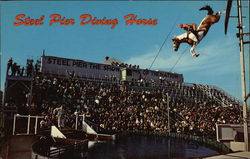 Steel Pier Diving Horse Postcard