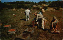 Cranberry Picking Postcard