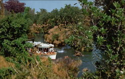 Jungle Cruise, Disneyland Postcard