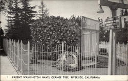 Parent Washington Navel Orange Tree Postcard