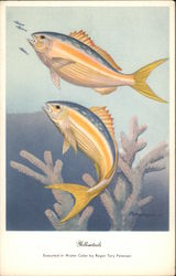 Yellowtails Postcard