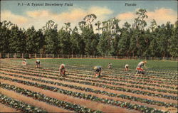 A typical strawberry field Florida Postcard Postcard