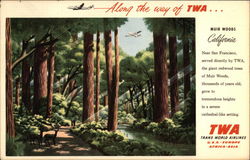 Muir Woods - TWA Mill Valley, CA Postcard Postcard