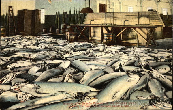 Interior of a Salmon Cannery on the Columbia River Oregon