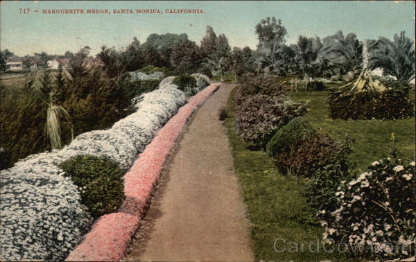 Marquerite Hedge Santa Monica California