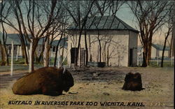 Buffalo in Riverside Park Zoo Buffalo in Riverside Park Zoo