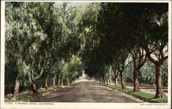 A Pepper Drive, California Postcard