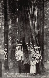 The Largest Card Case in the World - Big Trees The Largest Card Case in the World - Big Trees