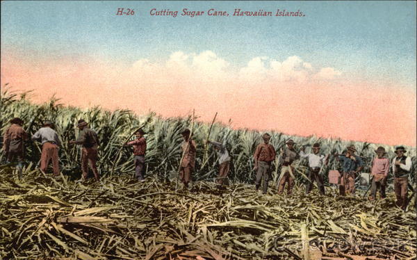 Cutting Sugar Cane Hawaii