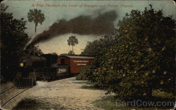 A trip through the land of oranges and palms Florida
