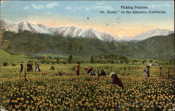 Picking Poppies, Mt. Baldy in the Distance Scenic California
