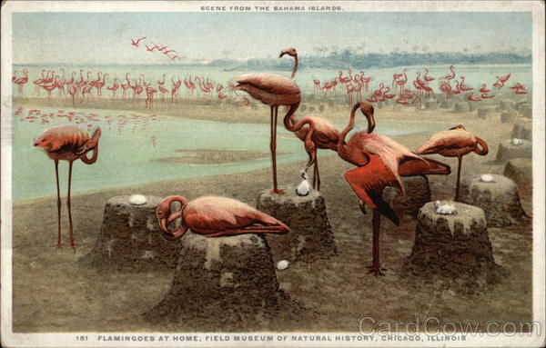 Flamingoes at Home, Field Museum of Natural History Chicago Illinois