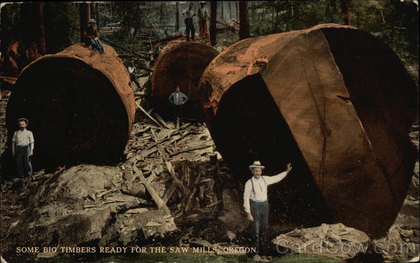 Some Big Timbers Ready for the Saw Mills Oregon Logging