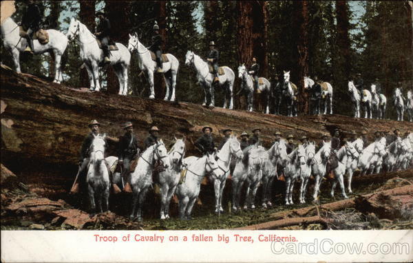Troop of Cavalry on a fallen big tree California