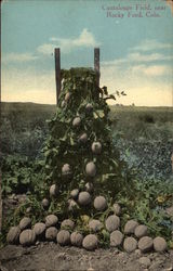 Cantaloupe Field Postcard
