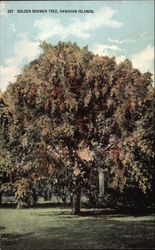 Golden Shower Tree in the Hawaiian Islands Golden Shower Tree in the Hawaiian Islands