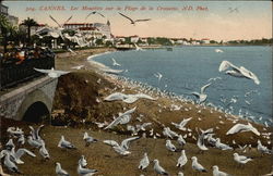 Les Mouettes sur la Plage de la Croisette Cannes, France Postcard Postcard