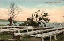 Fish Drying Digby, NS Canada Nova Scotia Postcard Postcard