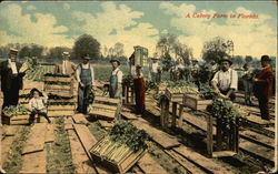 A Celery Farm in Florida Postcard