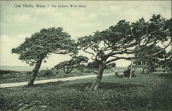 The Cedars, West Chop Postcard