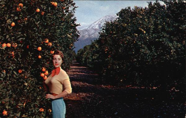 California Orange Grove and Mountains Dave Mills