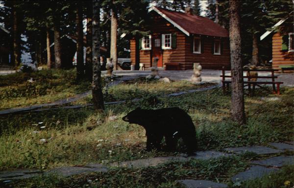 An early morning visitor to Paradise Lodge & Bungalows Lake Louise AB Canada