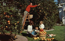 Backyard Orange Trees Postcard