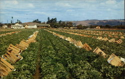 Stock #327638 Thumbnail