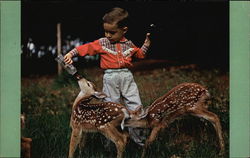Rumford Wild Animal Park & Campgrounds Postcard