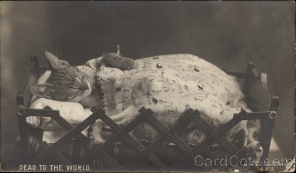 Dead to the World - Cat in a Bed Cats