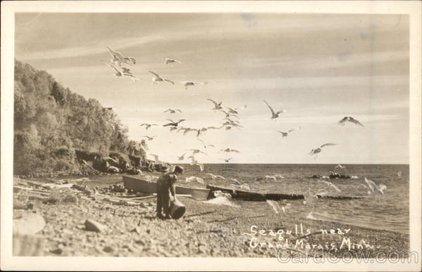 Seagulls Near Grand Marais Minnesota