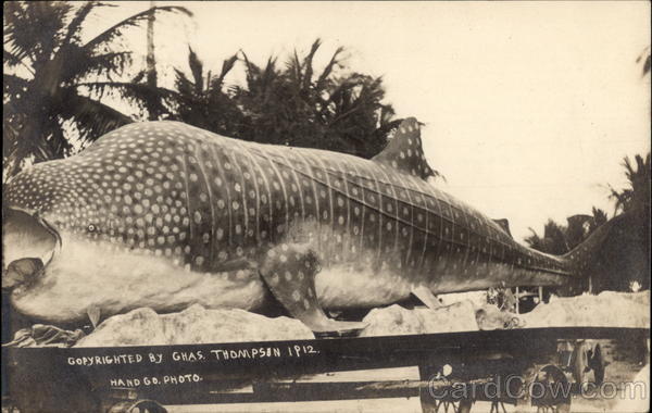 Whale Shark Miami Florida
