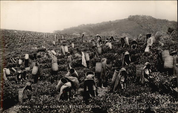 Plucking Tea - Up-Country Estate Sri Lanka Southeast Asia