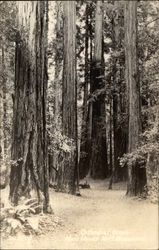 Cathedral Grove, Muir Woods Postcard