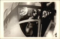 Dog in Nose of Airplane Postcard