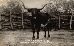 George West Texas Steer Cows & Cattle Postcard Postcard