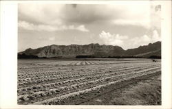 Planted Fields Planted Fields