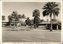 Pool Among Palm Trees Postcard