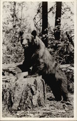 Wild bear stealing logger's lunch near Fire Mt. Lodge California Postcard Postcard