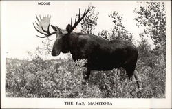 Moose The Pas, MB Canada Manitoba Postcard Postcard