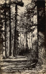 A trail through the pines, Itasca State Park Park Rapids, MN Postcard Postcard