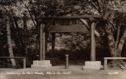 Gateway to Muir Woods Postcard