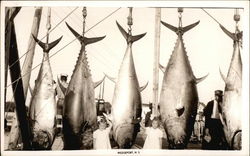 Large Fish Hanging at Dock Wedgeport, NS Canada Nova Scotia Postcard Postcard