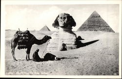 Sphinx and Pyramids Postcard