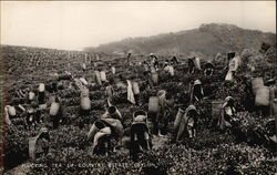 Plucking Tea - Up-Country Estate Postcard