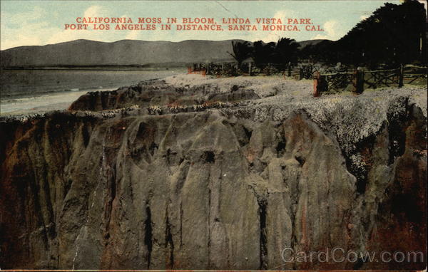 California Moss in Bloom, Linda Vista Park, Port Los Angeles in Distance Santa Monica